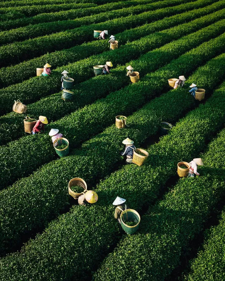 Matcha Grades Explained — Ceremonial vs Culinary — Kiyocha