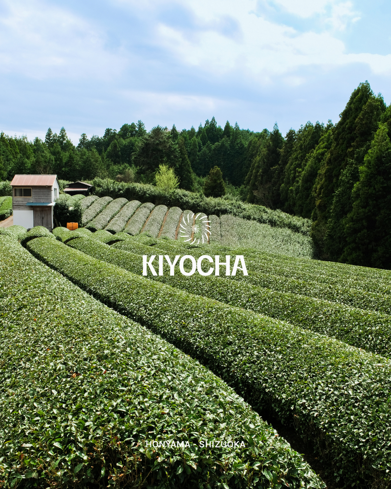 Matcha Regions of Japan — Uji, Shizuoka, Yame and More — Kiyocha