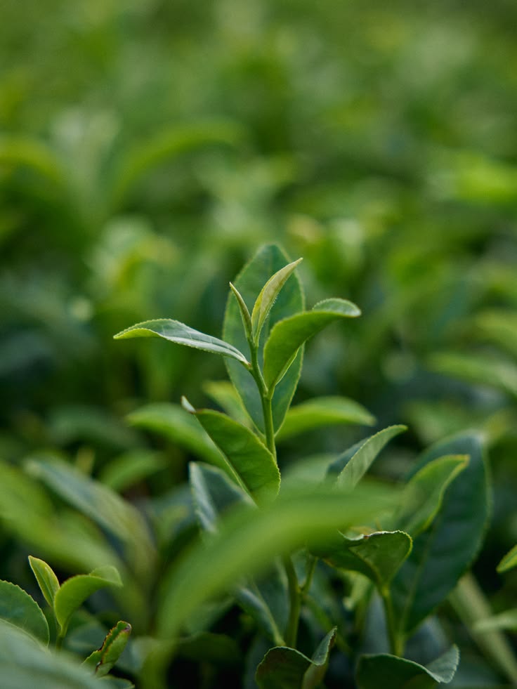 Camellia Sinensis — The Plant Behind Matcha — Kiyocha